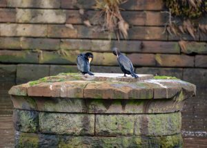 Cormorants preening.