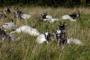 Bogot goats by the dozen.