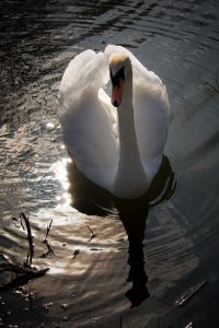 swan photography
