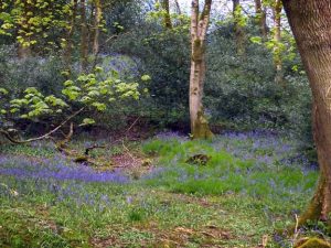 Snapping the bluebells.