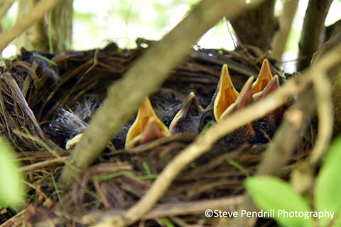 birds nesting